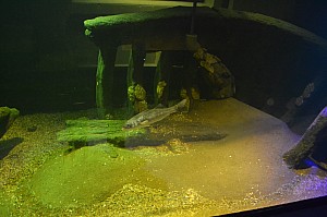 DSC_0199.jpg