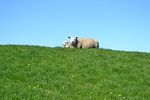 DSC_0344.jpg