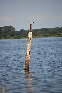 DSC_0136.JPG