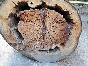DSCN0397.JPG