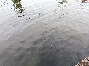 IMG_20190726_110732.jpg