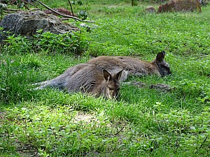 DSC00908.jpg